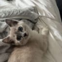 Ragdoll