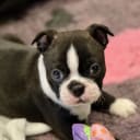 Boston terrier