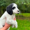 Engelsk setter