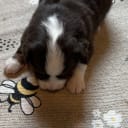 Miniature american shepherd