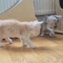 Maine Coon