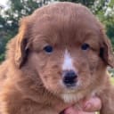 Nova scotia duck tolling retriever