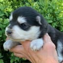 Finsk lapphund