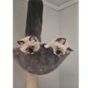 Ragdoll