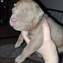 American Bully