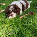 Cockerpoo