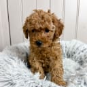 Miniature Poodle