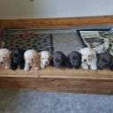 Labrador retriever