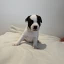 Staffordshire Bull Terrier