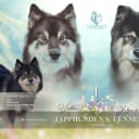 Finsk lapphund
