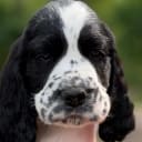 Engelsk springer spaniel