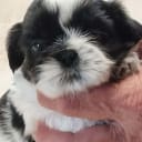 Shih tzu
