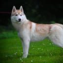 Siberian husky