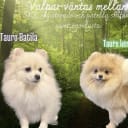 Pomeranian