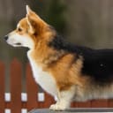 Welsh corgi pembroke