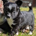 Chihuahua Långhåriga