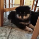 German Spitz – Mittelspitz