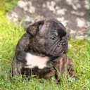Fransk bulldogg