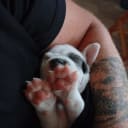 American bully x amstaff