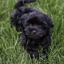 Havanese
