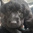 Flat Coated Retriever