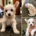 Chinese crested dog
