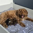 Labradoodle