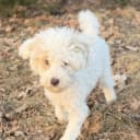Miniature Poodle