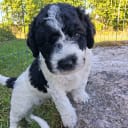 Spanish Water Dog (Perro de Agua Espanol)