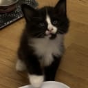Norsk skogkatt