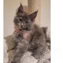 Maine Coon