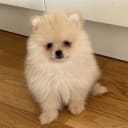 Pomeranian