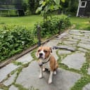 American staffordshire terrier