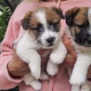 Jack russell terrier