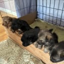 Finsk lapphund