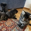 50 % sibirisk katt
