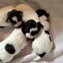 Jack russell terrier