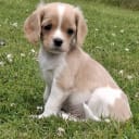 Cavapoo