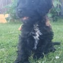 Cockerpoo