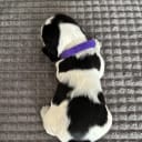 Cocker spaniel