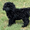 Cockerpoo