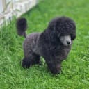 Toy Poodle