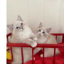 Ragdoll