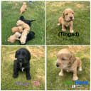 Labradoodle