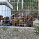 Alpenländische dachsbracke