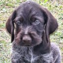 Ruhåret hønsehund