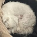 Coton de Tuléar