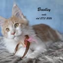 Maine Coon