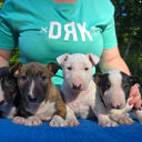 Miniatyrbullterrier