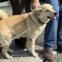 Norwegian Buhund